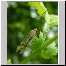 Panorpa cf vulgaris - Skorpionsfliege w02.jpg